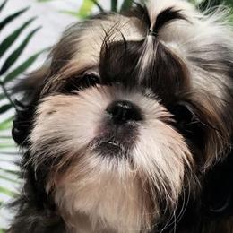 Shih Tzus from Parico Puppies