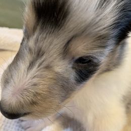 Collie Puppies from ColliesOklahoma