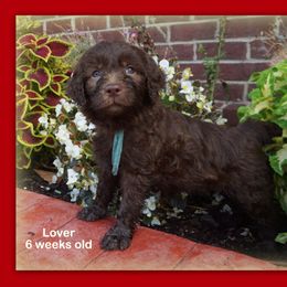 Goldendoodle Puppies from Music City Goldendoodles