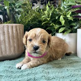 Willow - Apricot female Cavapoo puppy in Grove, Oklahoma from Rocky Oak Cavaliers & Biewer Terriers LLC