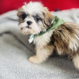 Shih Tzu Puppies from Lil Cuties Shih Tzu Parlor