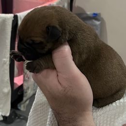 Bullmastiff Puppies from Curnwood’s Bullmastiff’s