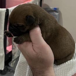 Bullmastiff Puppies from Curnwood’s Bullmastiff’s