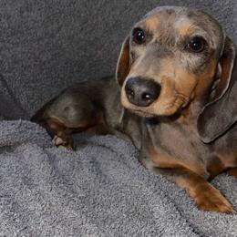 Milo - Dachshund