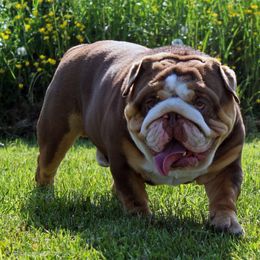 Cisco - Bulldog