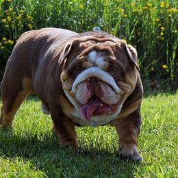 Cisco - Bulldog