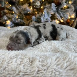 Miniature Australian Shepherd Puppies from Quartz Creek Aussies