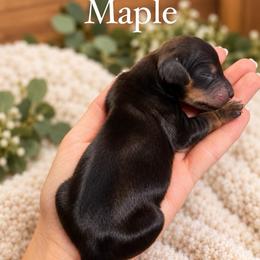 Maple - Cream female Dachshund puppy in Rogue River, Oregon from Bear Feet Dachshunds