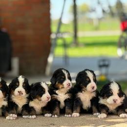 Boy 4 - Black rust and white male Bernese Mountain Dog puppy in New Haven, Indiana from Milan Berners