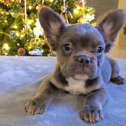River - Blue male French Bulldog puppy in Raymore, Missouri from Michelle Thompson
