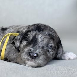 (Yellow Collar) Acadia - Merle female Goldendoodle puppy in Granite Falls, North Carolina from Carolina Goldendoodles