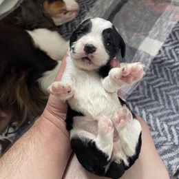 English Springer Spaniel Puppies from Divine Springers