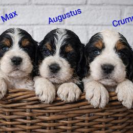 Crumpit - Black white and tan male English Springer Spaniel puppy in Florida from Thunderbird Springers