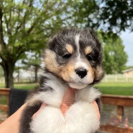 Shetland Sheepdog puppies from Karisma