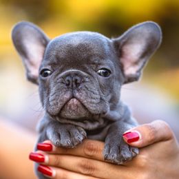 French Bulldog puppies from Keep It Kennels