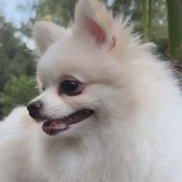 Pomeranians from Pomkins Family