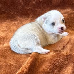 Denali - Merle male Pomsky puppy in Winchendon, Massachusetts from Mountain View Pomskies