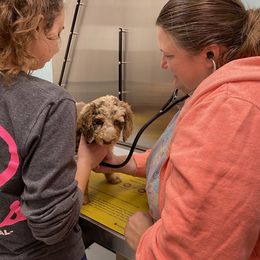 Aussiedoodle Puppies from Gore Doodle Ranch