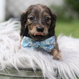 Dachshund Puppies from MNE Miniature Dachshunds