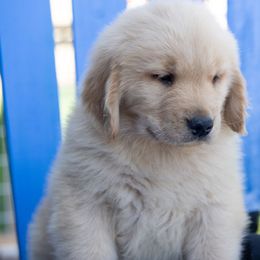 Phoebe - Golden female Golden Retriever puppy in Windsor, Colorado from HiCountry Goldens
