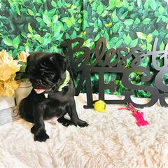 Pug Puppies from Show Stoppers! Lindsay’s Cenla Pugs! Genetic Perfection!