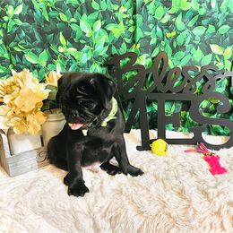 Pug Puppies from Show Stoppers! Lindsay’s Cenla Pugs! Genetic Perfection!