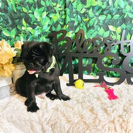 Pug Puppies from Show Stoppers! Lindsay’s Cenla Pugs! Genetic Perfection!