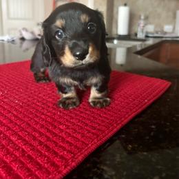 FrankenWeenie (Green) - Black and tan male Dachshund puppy in Hutto, Texas from R.G. Dachshunds