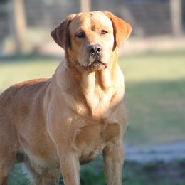 Napoleon - Labrador Retriever
