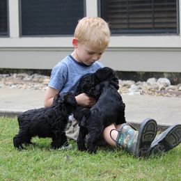 Cane Corso and Miniature Schnauzer Puppies from Brock’s Cane Corso & Miniature Schnauzers