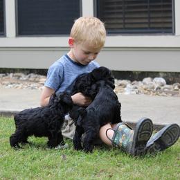 Cane Corso and Miniature Schnauzer Puppies from Brock’s Cane Corso & Miniature Schnauzers