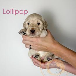 Lollipop (pink collar) - Cream female Goldendoodle puppy in Murrieta, California from Apricot Poodles & Goldendoodles, LLC