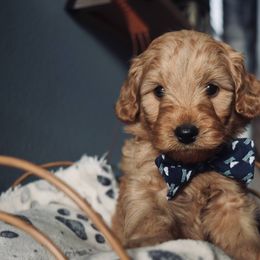 Bernedoodle, Goldendoodle, and Poodle Puppies from Florida Pumpkadoodles