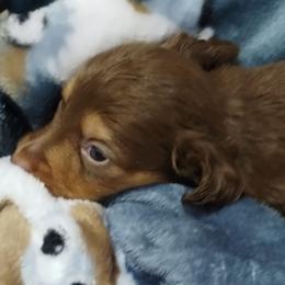 Coco - Chocolate and cream male Dachshund puppy in Newcomerstown, Ohio from Rose's Dachshunds