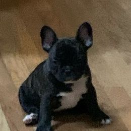 English Bulldog and French Bulldog Puppies from Benedict Family Frenchies, Bulldogs and Danes