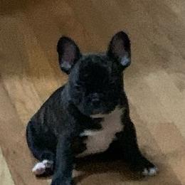 English Bulldog and French Bulldog Puppies from Benedict Family Frenchies, Bulldogs and Danes