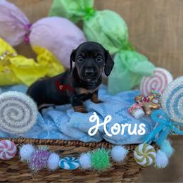 Horus - Black and tan male Dachshund puppy in Seguin, Texas from Good Neighbor Ranch Dachshunds
