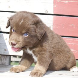 Case - Red tri-color male Miniature American Shepherd puppy in Hill County, Texas from Riot Kreek Kennels