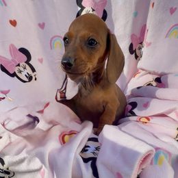 Lola - Red female Dachshund puppy in Mansfield, Ohio from Ohio House of Frenchies