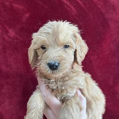 Orange Collar - Apricot Double Doodle puppy in Smiths Creek, Michigan from Dailer’s Doodles