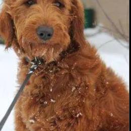 Assorted Doodle Crosses, Australian Labradoodle, Bernedoodle, Goldendoodle, and Labradoodle Puppies from Erica’s Doodles