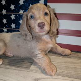 Smores PET ONLY price listed in puppy details - Dapple male Dachshund puppy in Unadilla, Georgia from Hamsley's Puppy Palace