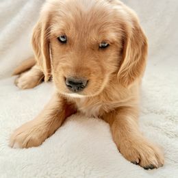Companion Cross Puppies from Happy Tails Mini Goldens