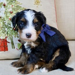 Gus - Tri-color male Bernedoodle puppy in Murray, Utah from Sun Valley Doodles