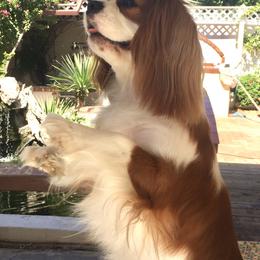 Assorted Doodle Crosses, Cavalier King Charles Spaniels, and Cavapoos from Bubble-ishous Cavaliers, Cavapoos and Portadoodles