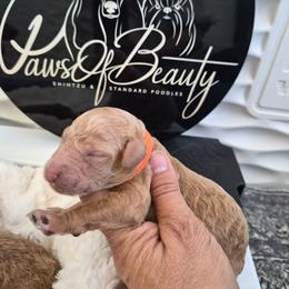 Orange - Red  male Poodle puppy in El Paso, Texas from Paws Of Beauty