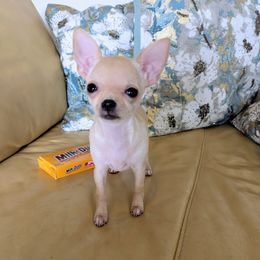 Minnie Mouse - Cream and white female Chihuahua puppy in Monterey County, California from Dei’s Chihuahuas