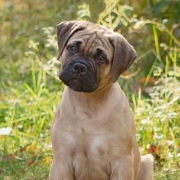 Bullmastiff Puppies from Curnwood’s Bullmastiff’s