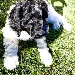 Australian Labradoodle Puppies from Lokal Labradoodles