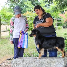 Australian Shepherd All Grown Up from Eventide Australian Shepherds